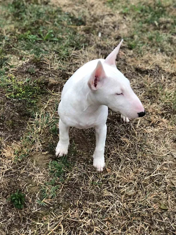 Mini Bulterijer 