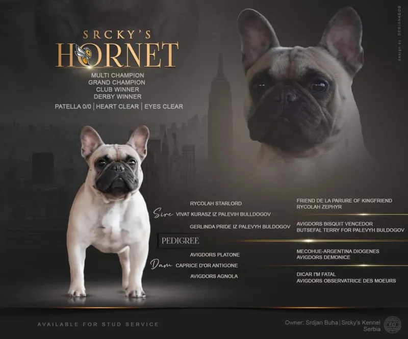  French bulldog kennel Srcky's - muzjaci za parenje