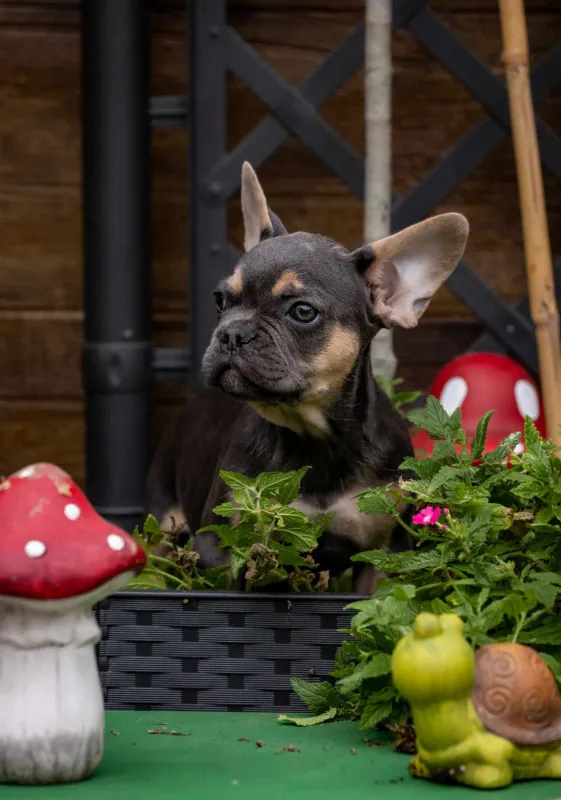 Francuski Buldog Exotic