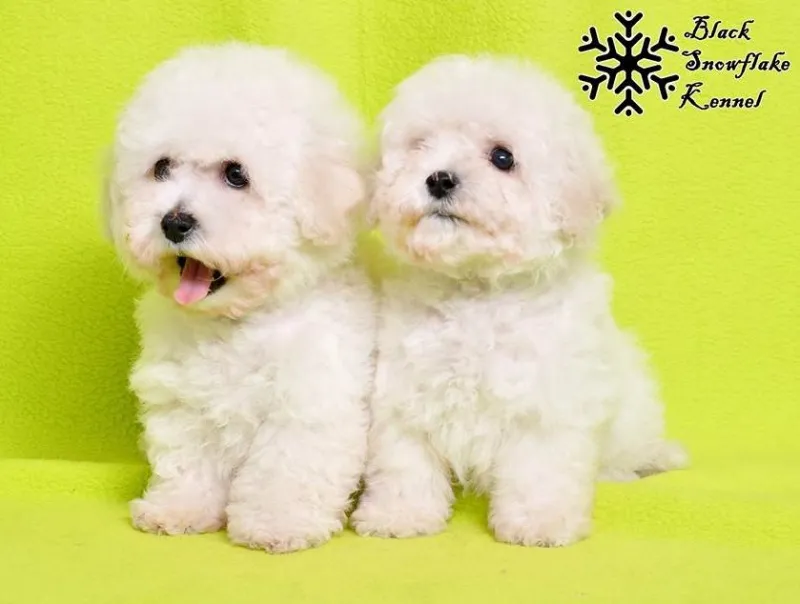 Kovrdzavi bisoni - prelepi stenci sampionskog porekla