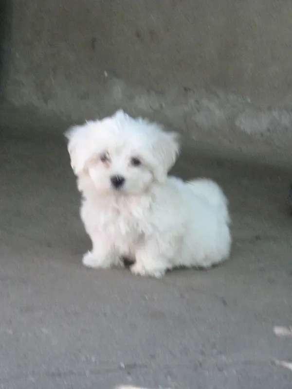 MALTEZER STENAD