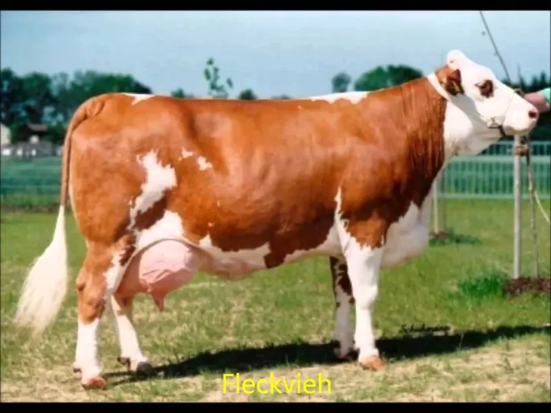 mliječne krave, mliječne koze i ovce
