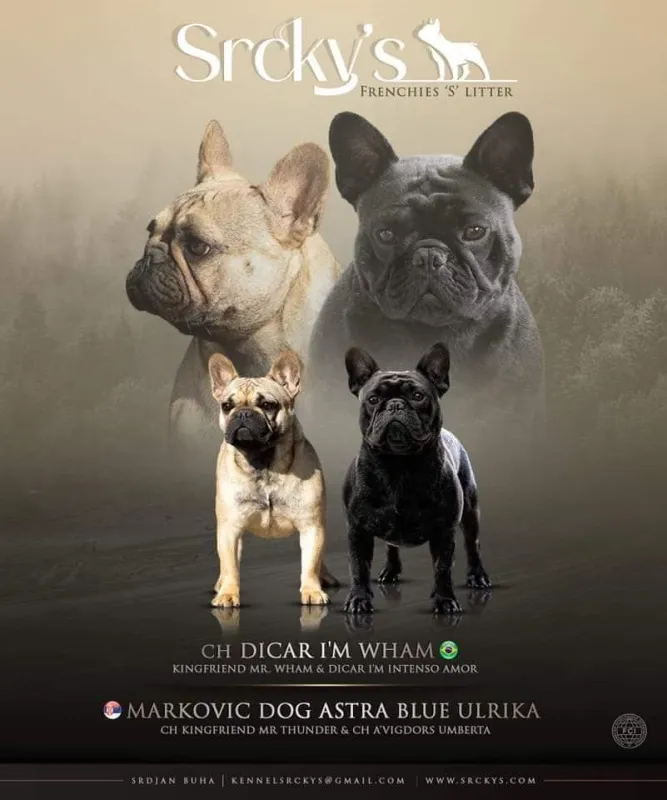 Francuski buldog, muska stenad