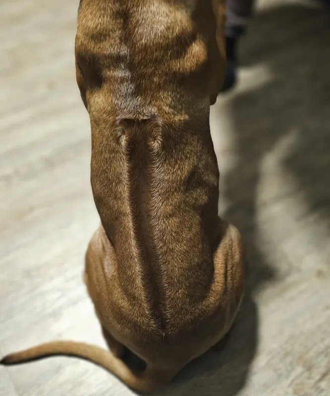 Rodezijski Ridzbek žensko štene