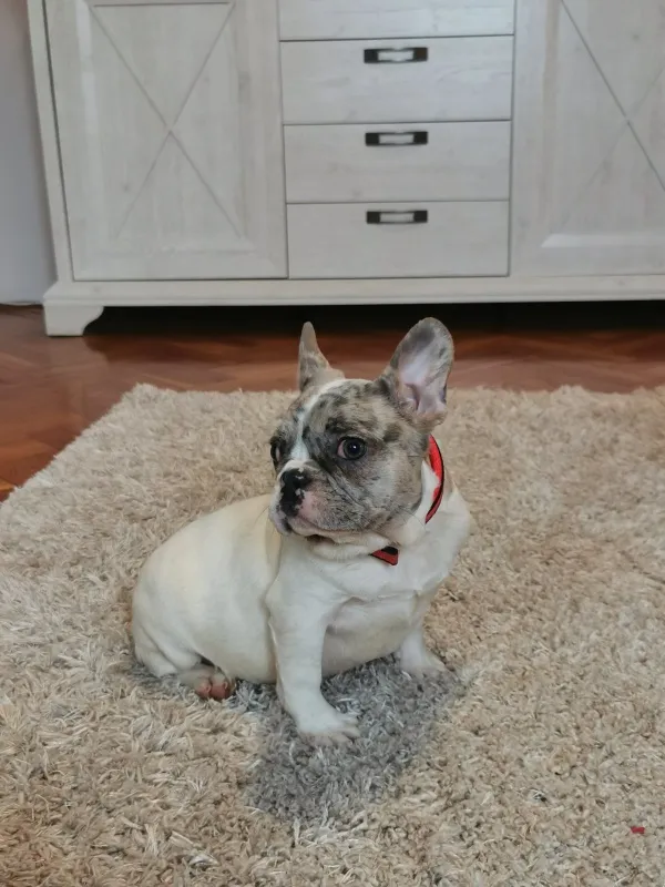 Francuski buldog