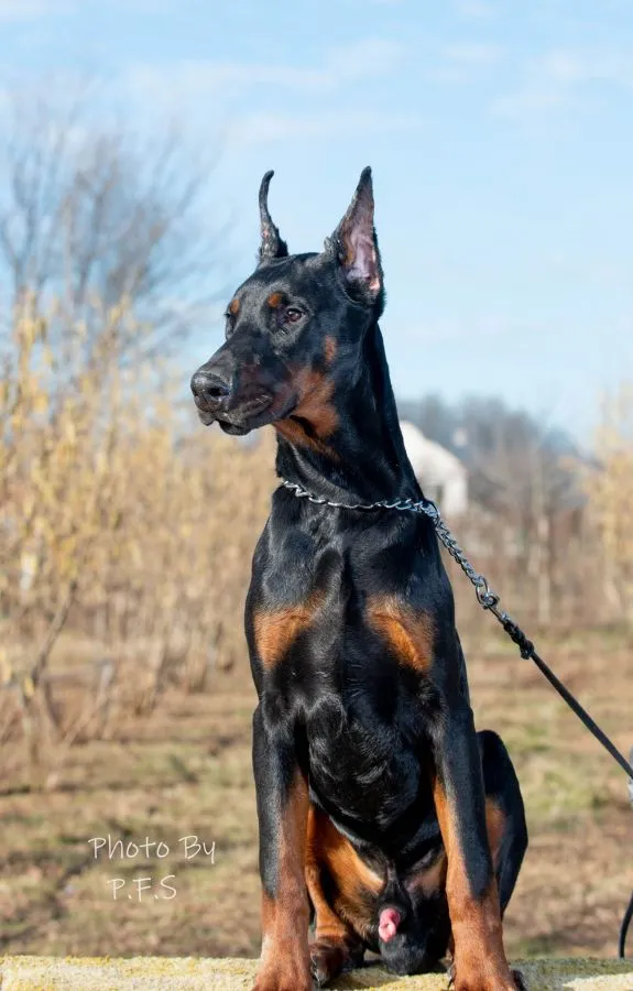 Doberman štenci