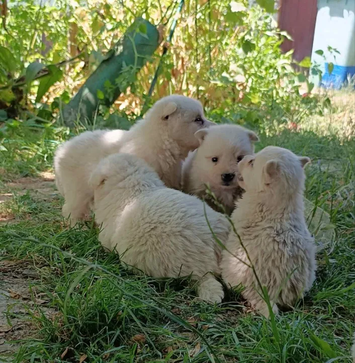 Nemački špic, prelepi beli štenci 