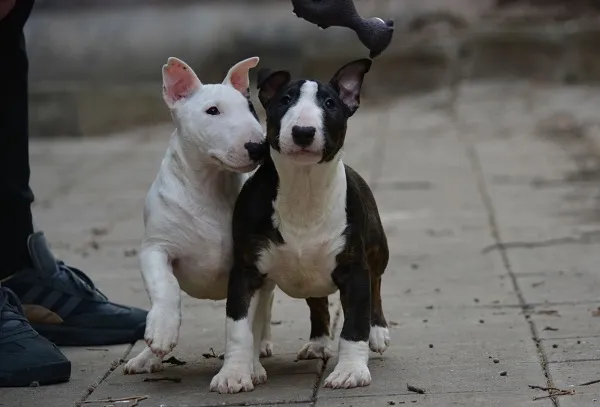 Mini bull terijer  