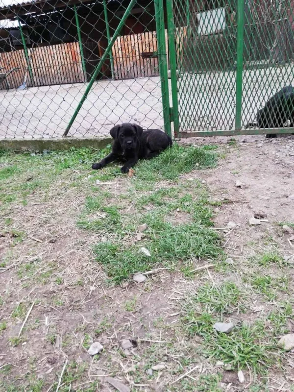 Kane korso štenci