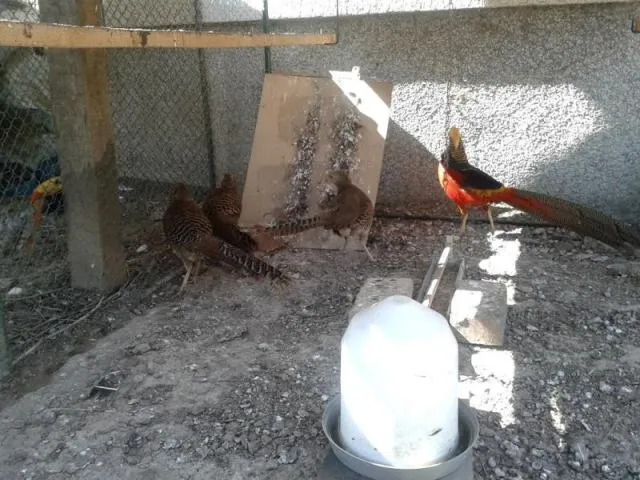 Prodaja mladih i starih paunova !!