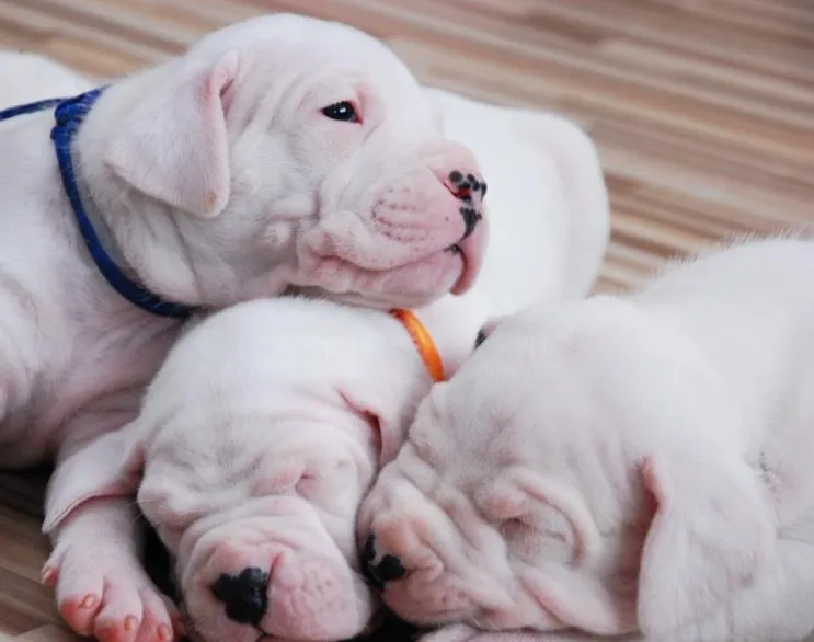 Dogo argentino i bulterijer stenci na prodaju