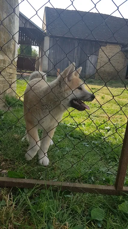 Akita inu stenci na prodaju