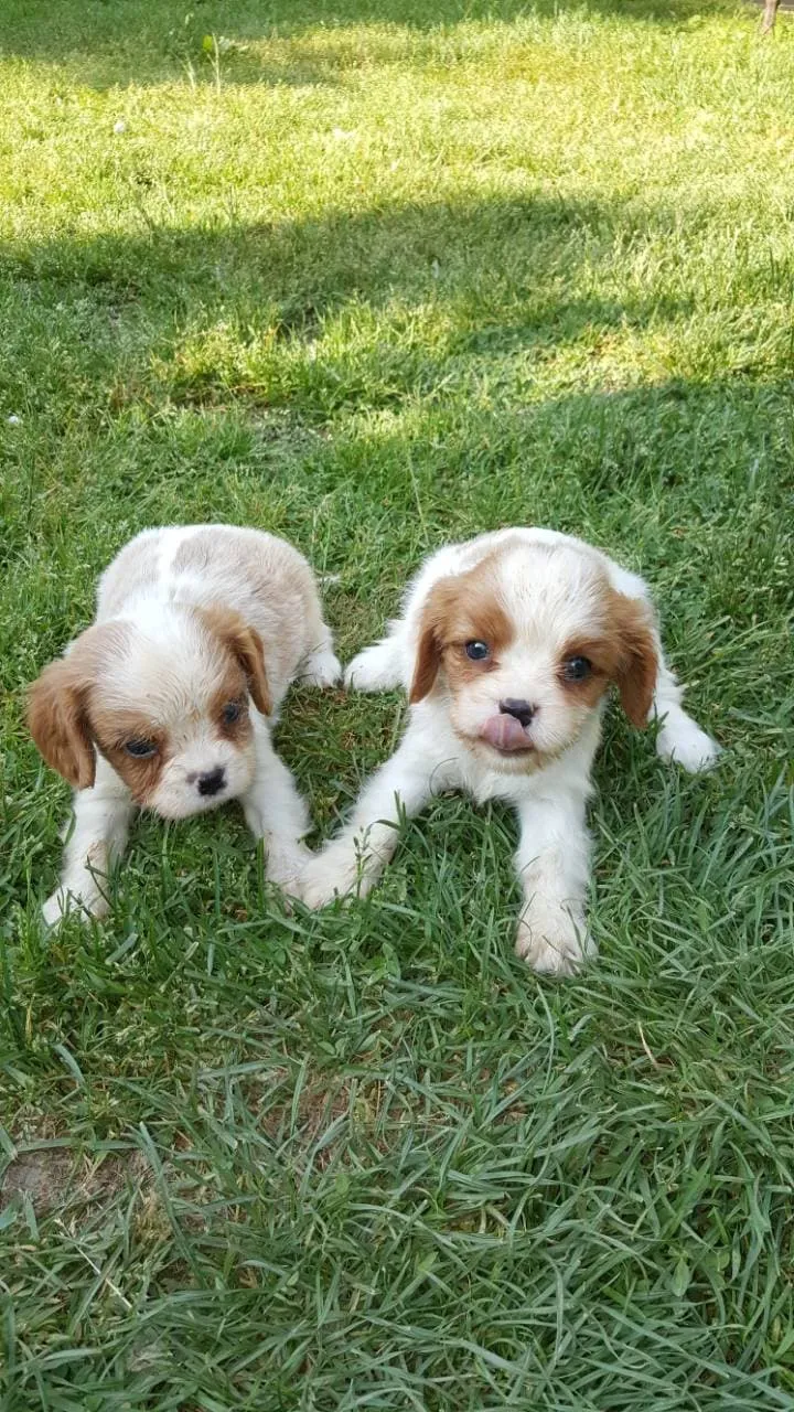 Cavalier King Charles Spaniel stenci na prodaju