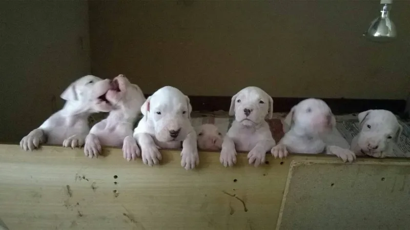 dogo argentino
