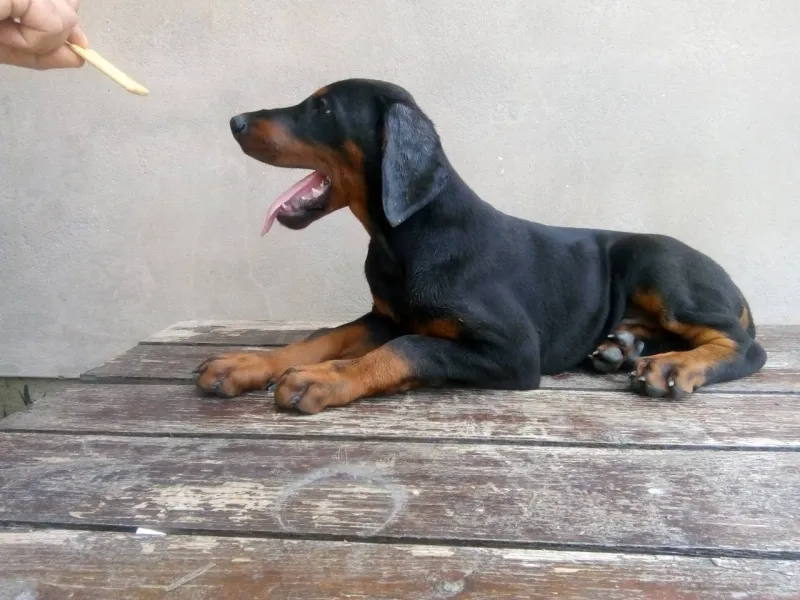 Doberman štenci na prodaju 