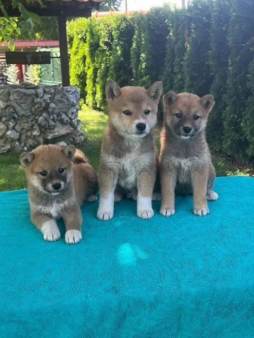 Shiba inu (šiba inu) štenci 