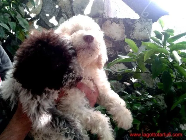 Lagotto Romagnolo štenci - tartufari