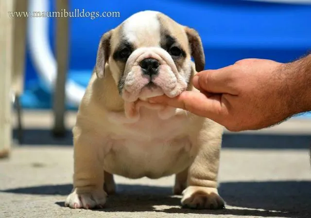 Engleski buldog, vrhunsko leglo