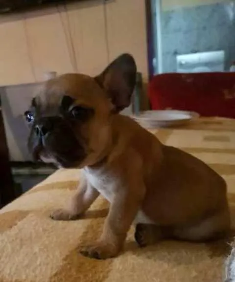  Francuski Buldog Bebe  