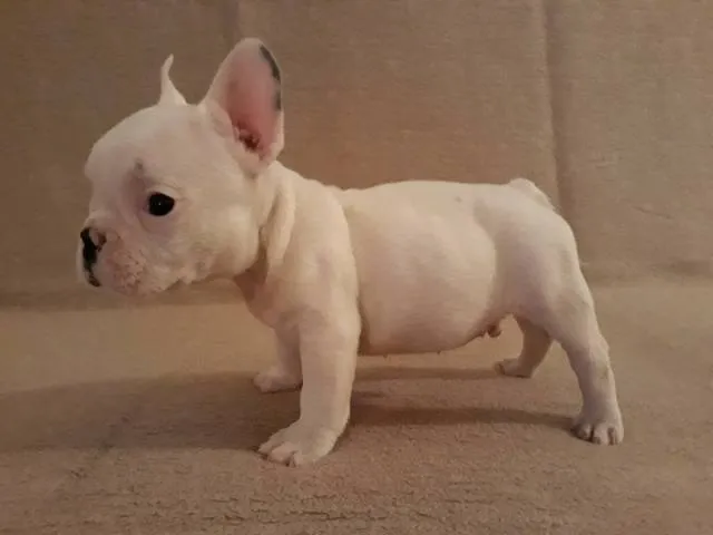 Francuski buldog, štenad