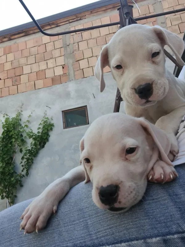 Dogo argentino štenci