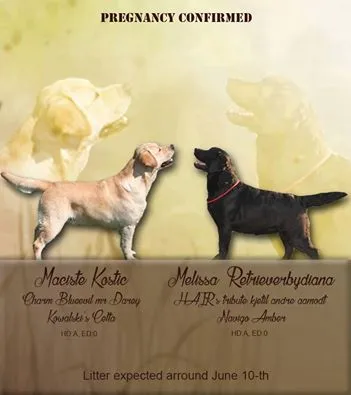 stenci labradora