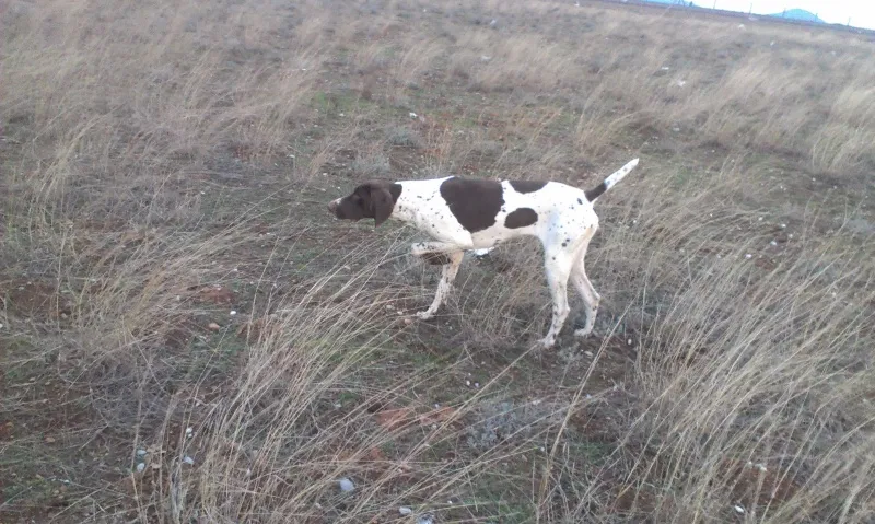Njemacki Kratkodlaki Pticar (shorthair pointer, Deutsch Kurzhaar)