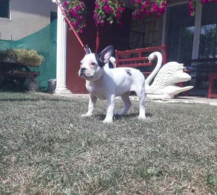 Francuski buldog stenci