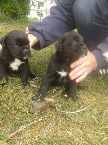CANE CORSO stenci - potomci svetskog sampiona