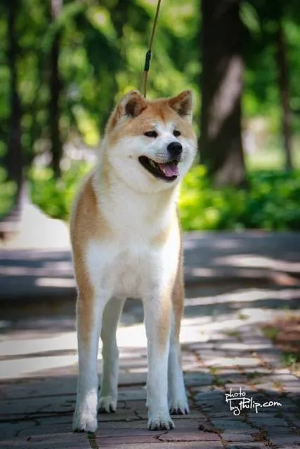 Akita inu