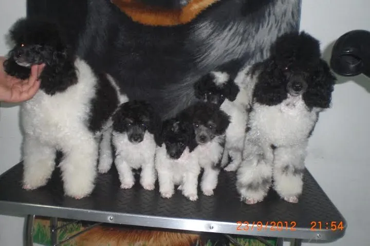 Francuske patuljaste i toj pudlice - u svim bojama