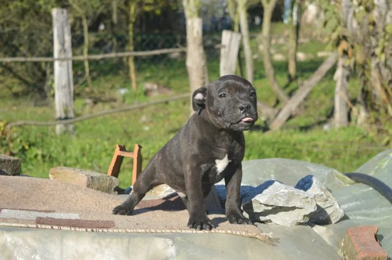 Stafordski bul terijer musko stene