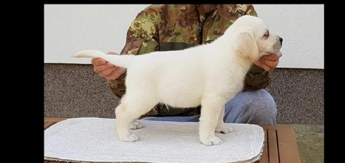 Top leglo LABRADOR retrivera