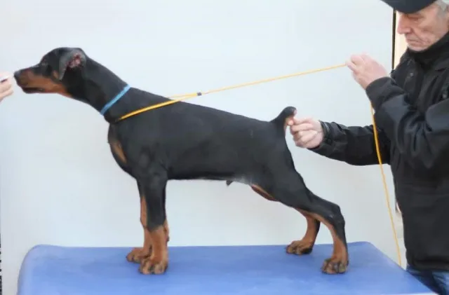 Štenci DOBERMANA 