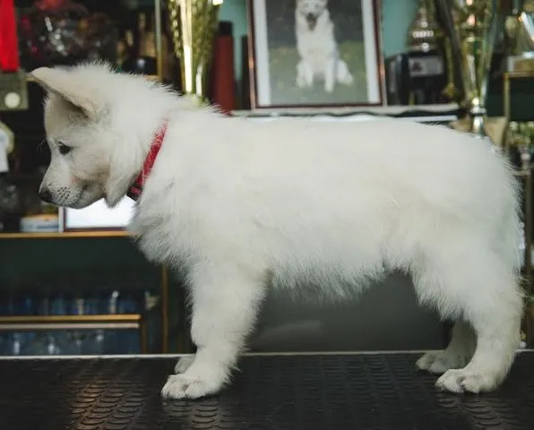 Svajcarski beli ovcar - stenci vrhunskog porekla