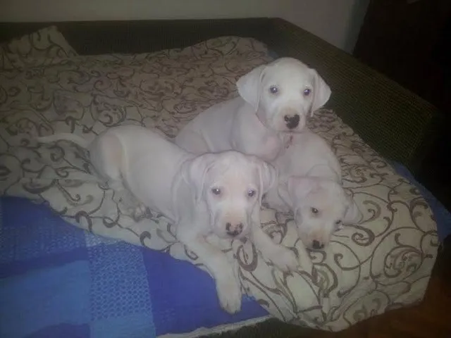 Dogo Argentino - stenci vrhunskog porekla