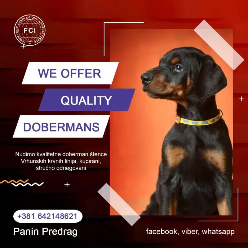 Doberman štenci