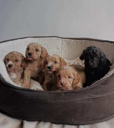 Cavapoo psići 