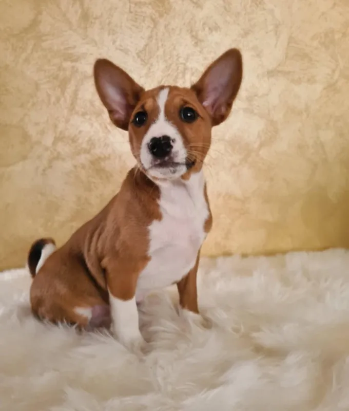 Basenji štenci