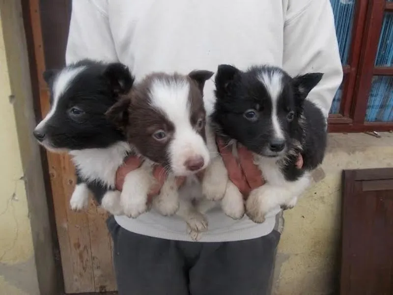 Border Collie štenci 