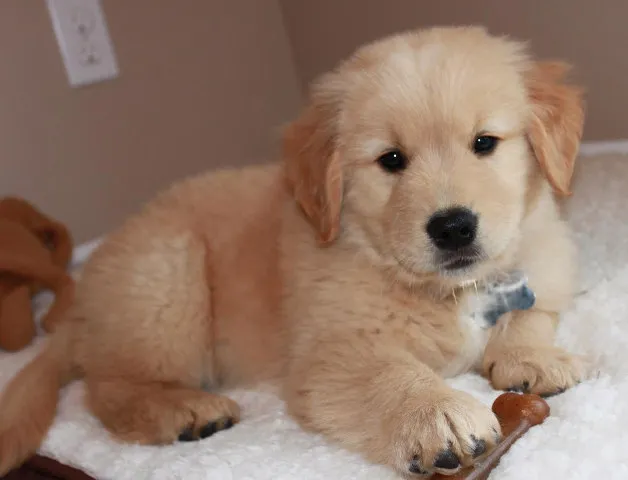 ZLATNI RETRIVER - vrhunskog porekla