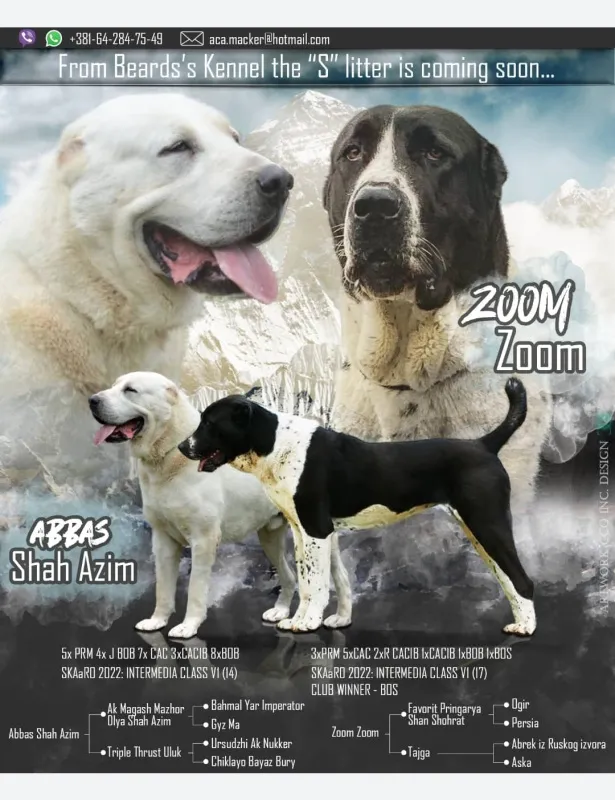 Srednjeazijski ovčar štenci