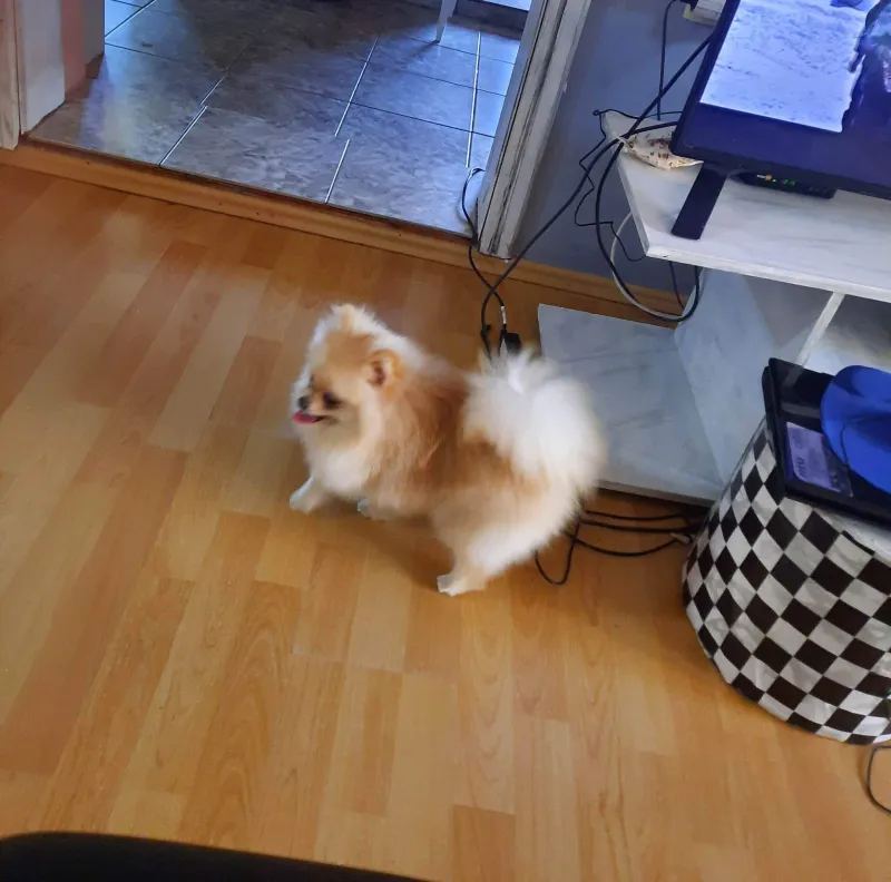 pomeranski spic
