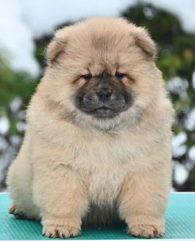Chow Chow Čau Čau štenci