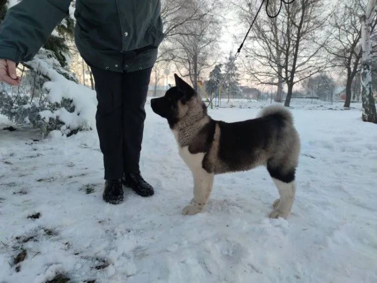 Američka akita štenci