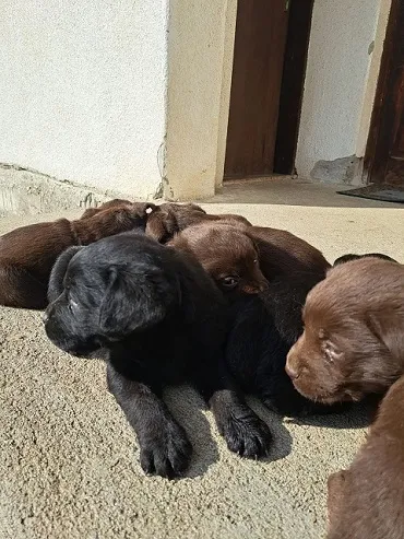 Labrador štenci na prodaju,čokoladni i crni