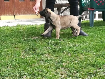 Bullmastiff štenci
