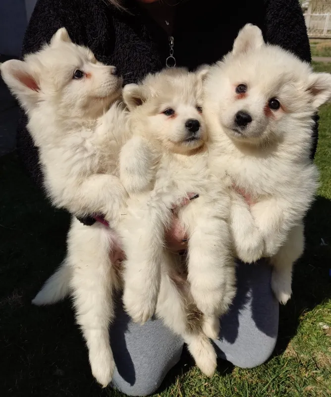 Samojed 