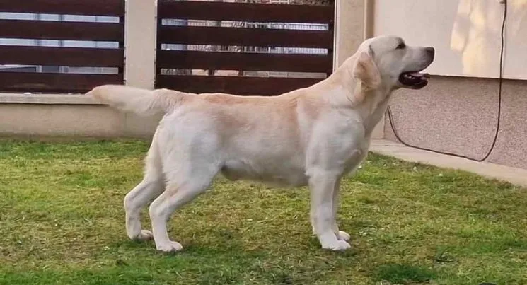 LABRADOR retriver štenci 