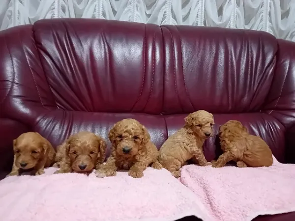Maltipoo stenci
